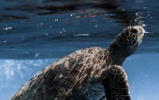 Green Sea Turtle swimming