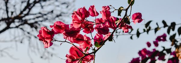 flower tree