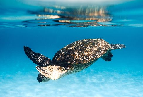 Green Sea Turtle swimming