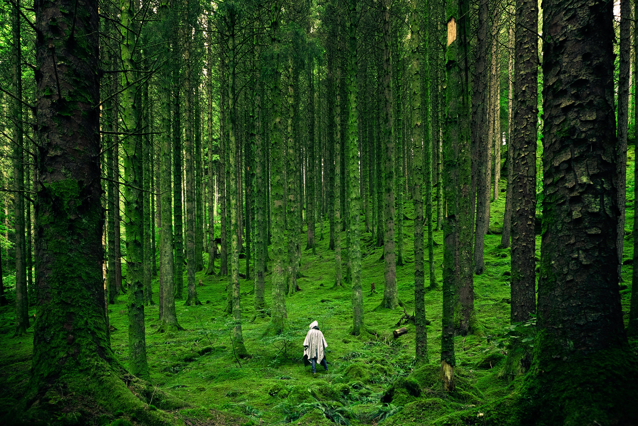 Hoh Rainforest